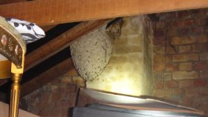 Pest Inspections Mornington Peninsula Wasp Nest